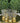 Brass Tea Glasses